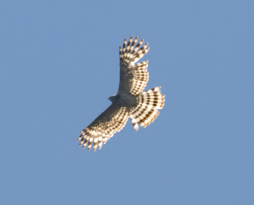 Long-tailed Honey Buzzard (Henicopernis longicauda), photo 10