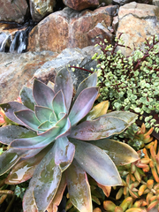 Graptoveria
