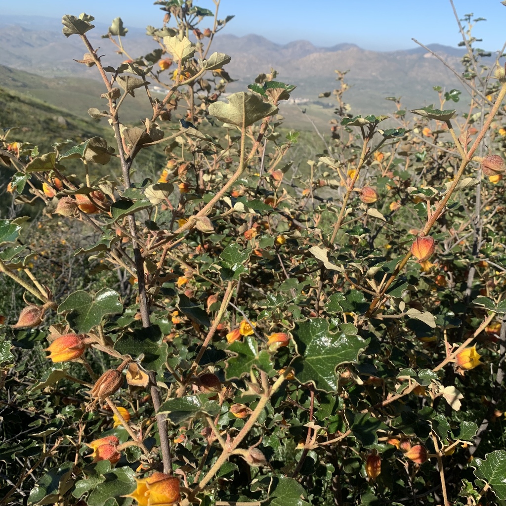 Fremontodendron mexicanum; photograph author not stated, no rights reserved