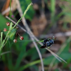 Osmia chalybea
