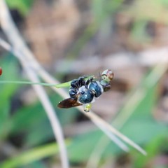 Osmia chalybea