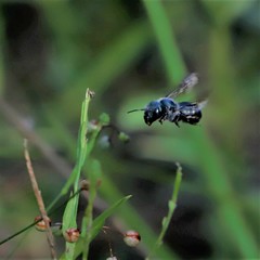 Osmia chalybea