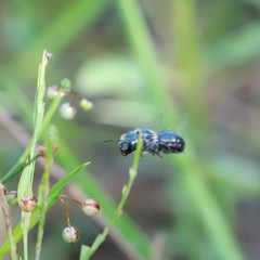 Osmia chalybea