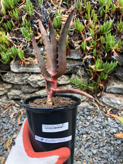 Aloe rupestris