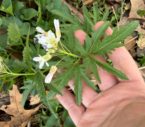 Cardamine concatenata, photograph 2