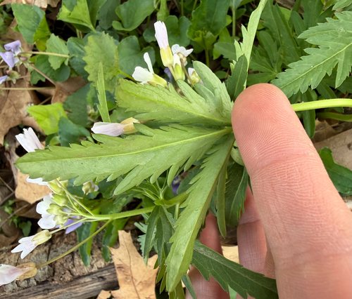Cardamine concatenata, photograph 6