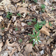 Cardamine concatenata, photograph (c) Emily Summerbell, some rights reserved (CC BY)