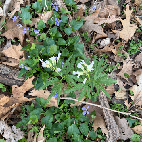 Cardamine concatenata, photograph 3