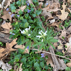 Cardamine concatenata, photograph (c) Emily Summerbell, some rights reserved (CC BY)