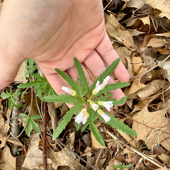 Cardamine concatenata, photograph (c) Emily Summerbell, some rights reserved (CC BY)