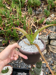 Aloe helenae