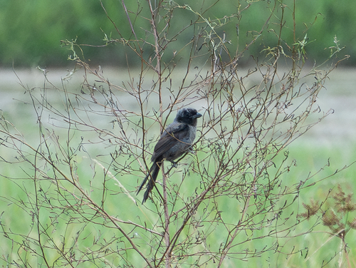 Long-tailed Shrike