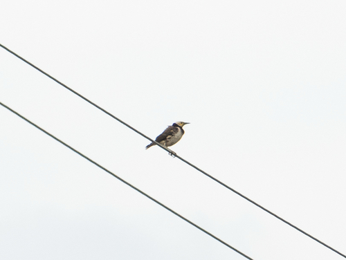 Black-collared Starling