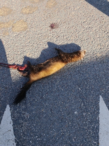 Western Polecat
