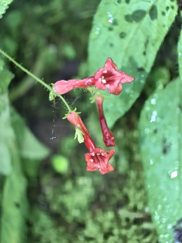 Didymocarpus glandulosus