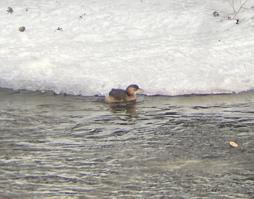iNaturalist image