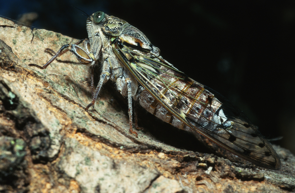 Cicada