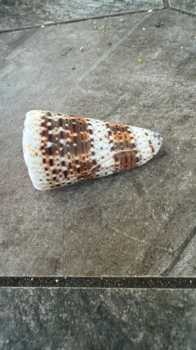 Conus imperialis observed 2026-07-27