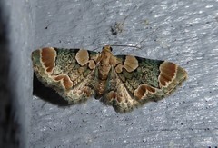 Chloroclystis lichenodes