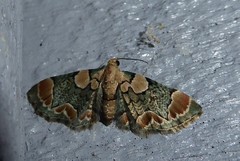 Chloroclystis lichenodes