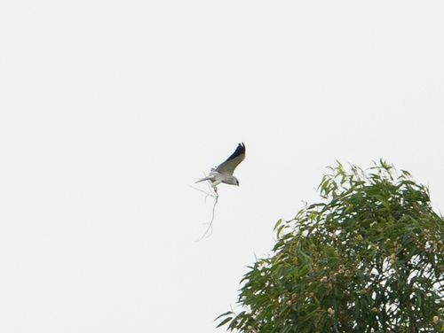 Asian Black-winged Kite