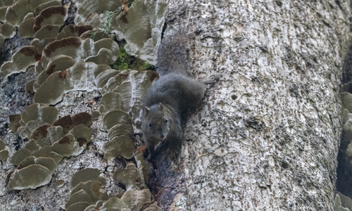 Orange-bellied Himalayan Squirrel