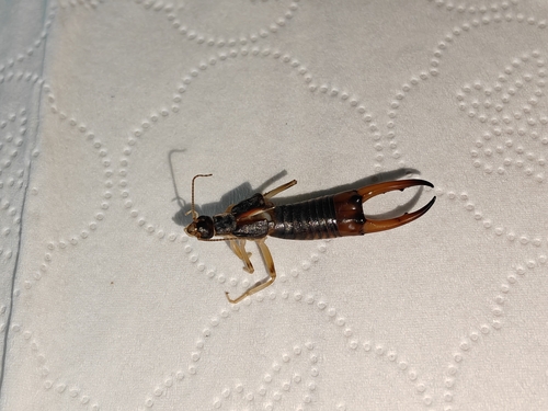 Shore Earwig