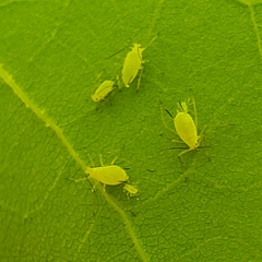 Illinoia liriodendri
