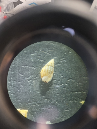 Nassarius nigellus, 2026-07-28