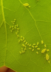 Illinoia liriodendri