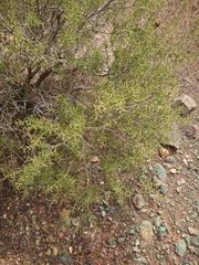 Acacia nyssophylla