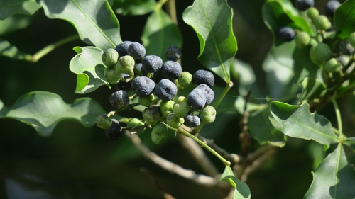 white-ironwood