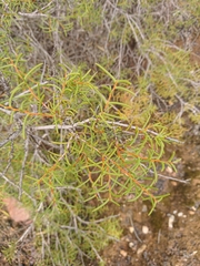 Acacia nyssophylla