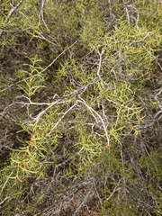Acacia nyssophylla