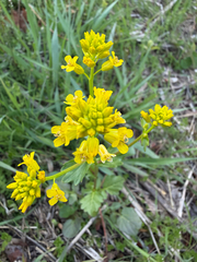 Barbarea vulgaris, photograph (c) Emily Summerbell, some rights reserved (CC BY)