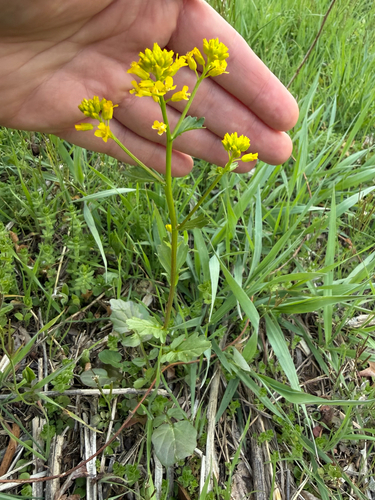 Barbarea vulgaris, photograph 3