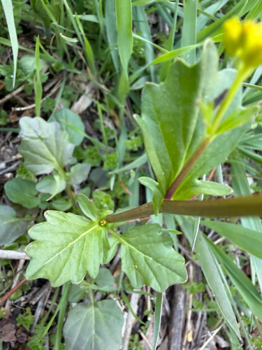 Barbarea vulgaris, photograph 5