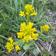 Barbarea vulgaris, photograph (c) Emily Summerbell, some rights reserved (CC BY)