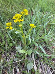 Barbarea vulgaris, photograph (c) Emily Summerbell, some rights reserved (CC BY)