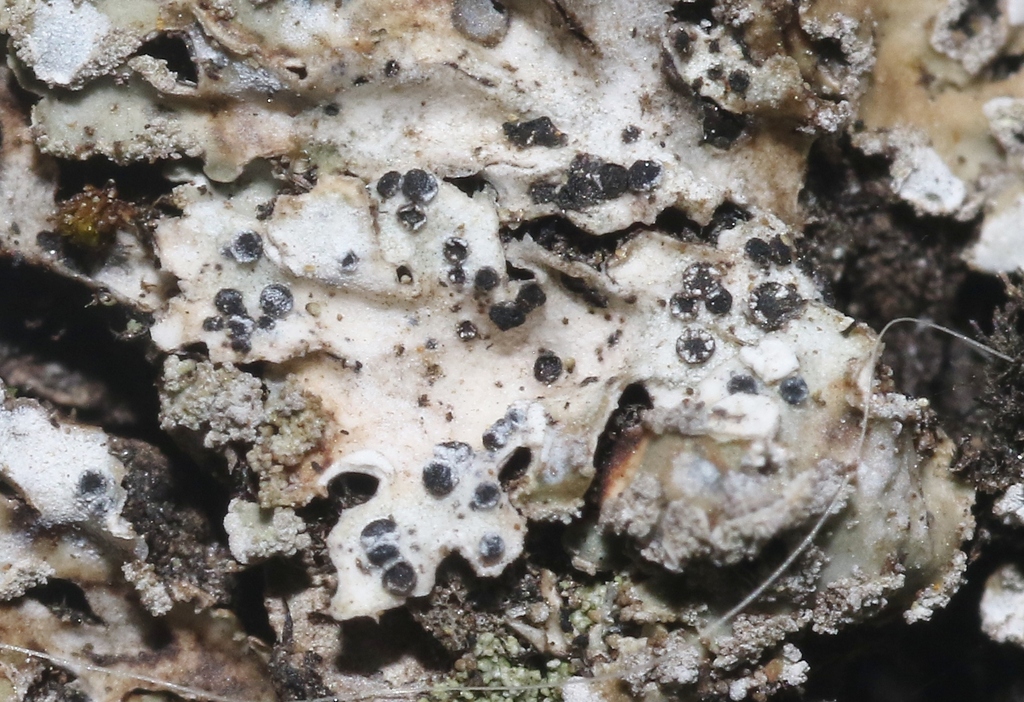 Opegrapha rotunda