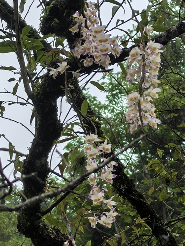 Dendrobium devonianum