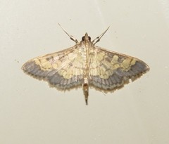 Diacme elealis