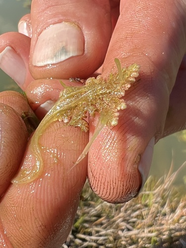 Feathered Mosquito Fern