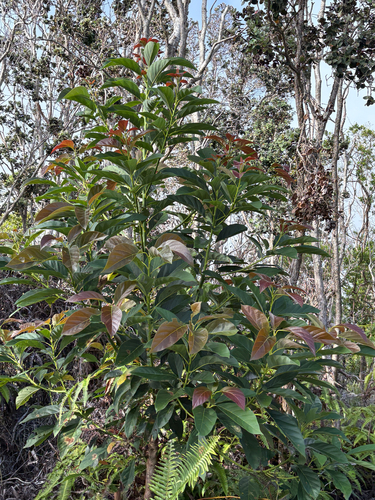 Persea observed 2026-07-27