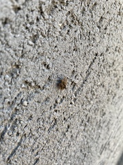 Cyrtocoris
