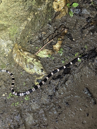 Yunnan Wolf Snake