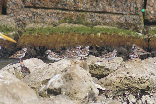 iNaturalist image
