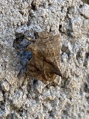 Cyrtocoris