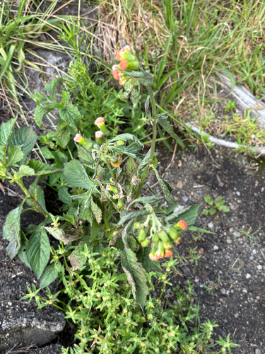Crassocephalum crepidioides observed 2026-07-27