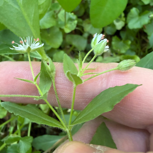 Stellaria pubera, photograph 5